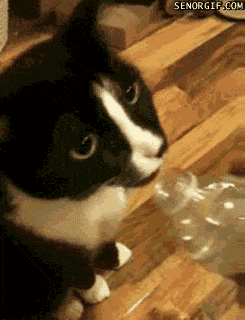 cat drinking from water bottle