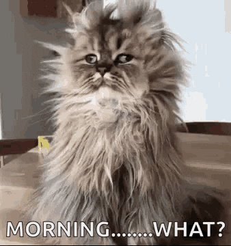 cat with messy fur with caption morning... what?