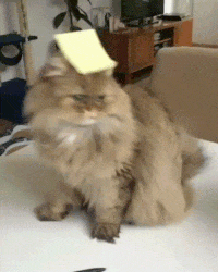 cat with sticky note on heads