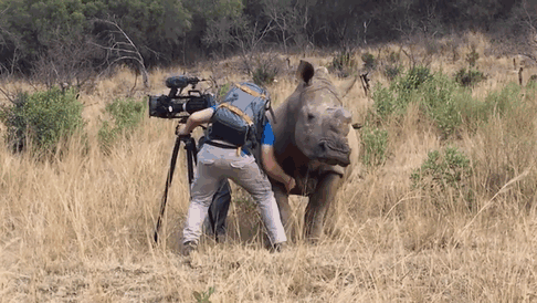 cameraman petting a rhinoceros 