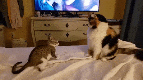 two cats about to fight gif
