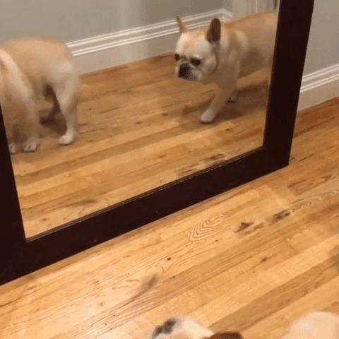 dog seeing reflection on repeat