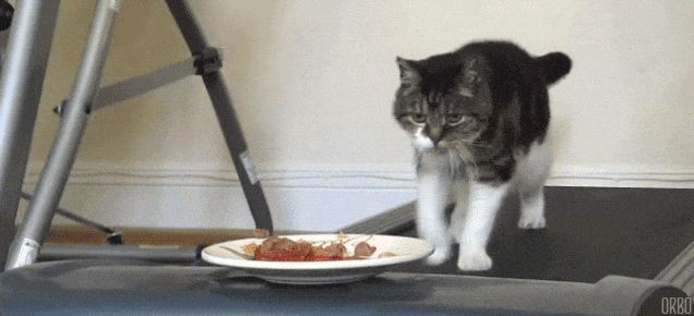 GIF of a cat on a treadmill