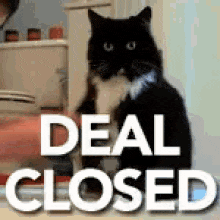 black cat shaking a human hand deal closed gif
