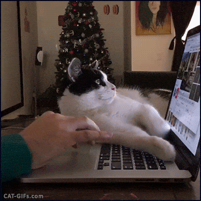 a cat on a laptop gif