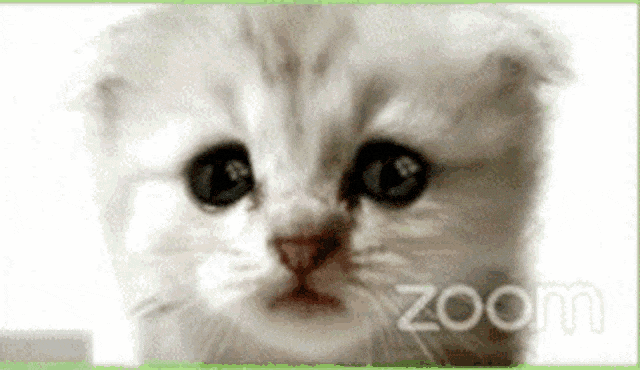 Zoom cat filter gif