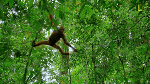 monkey swinging from trees
