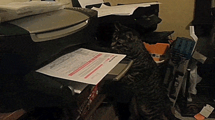 cat attacking printed page
