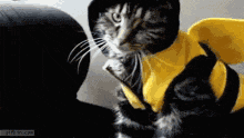 a cat dressed as a bee falling off the couch