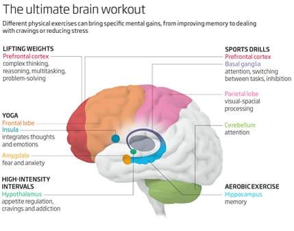 exercise and brain function
