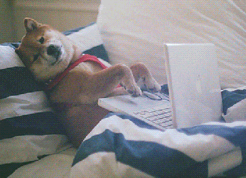 dog on a couch typing on a laptop gif