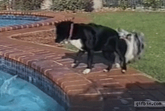 chiens récupérant une balle dans une piscine gif