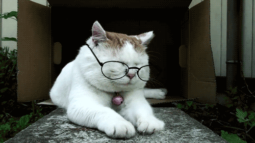 tired cat gif