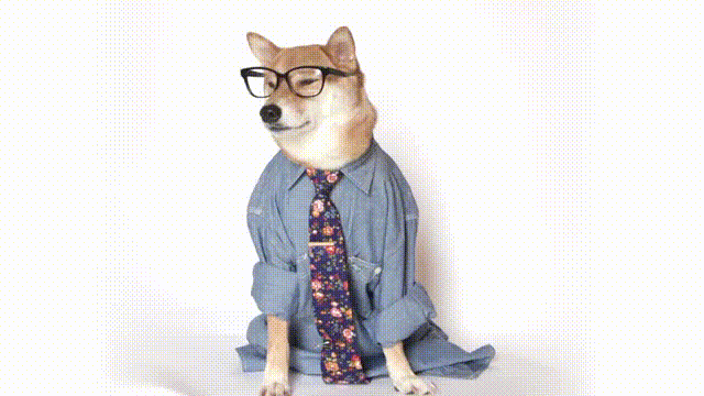 dog wearing glasses, shirt, and tie gif