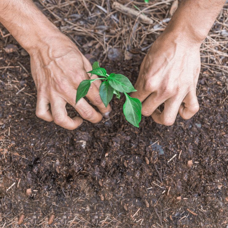 Plantio de árvores