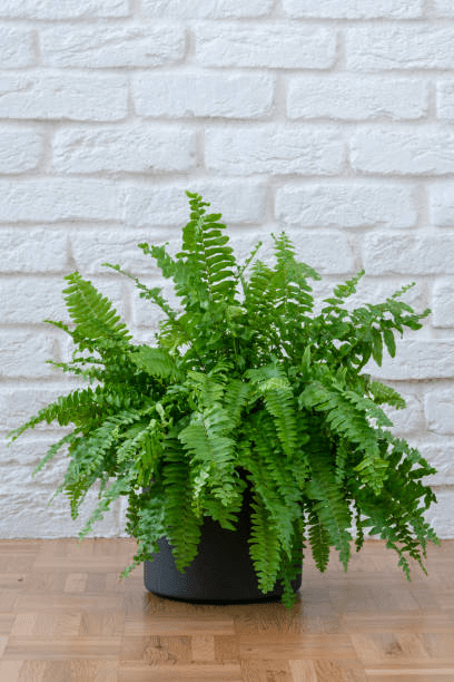 Boston Fern (Nephrolepis exaltata)