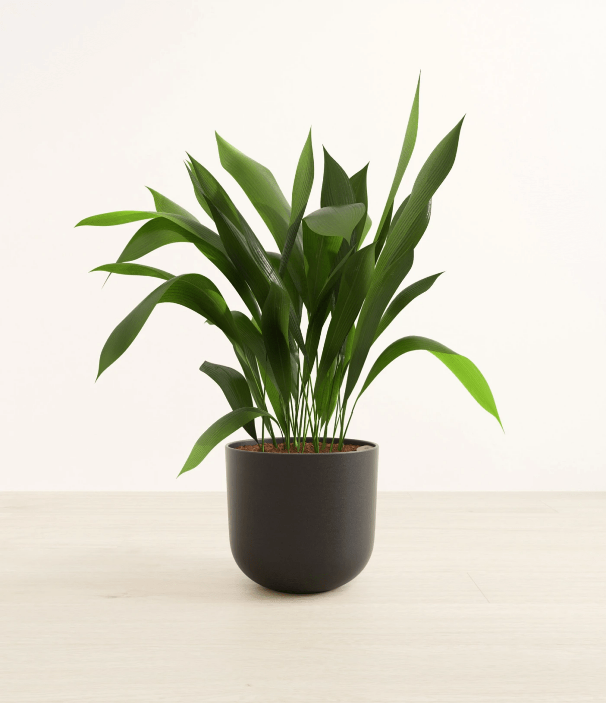 Gietijzerplant (Aspidistra elatior)