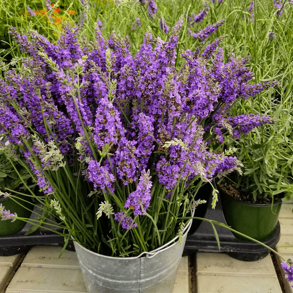 Lavanda (Lavandula angustifolia)