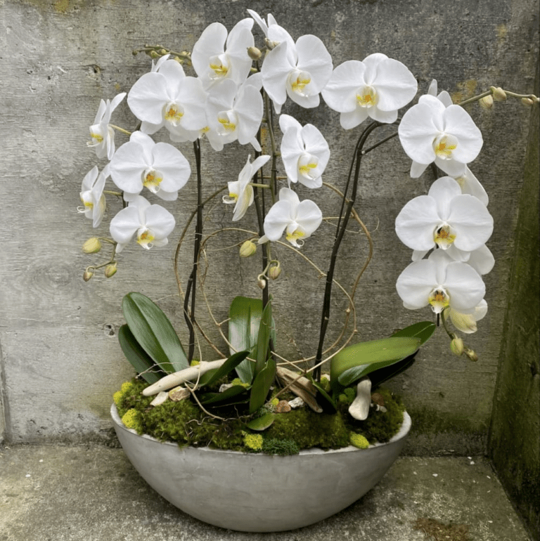 20 Best Plants for Your Office Space | ClickUp