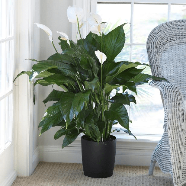 Lírio da paz (Spathiphyllum wallisii)