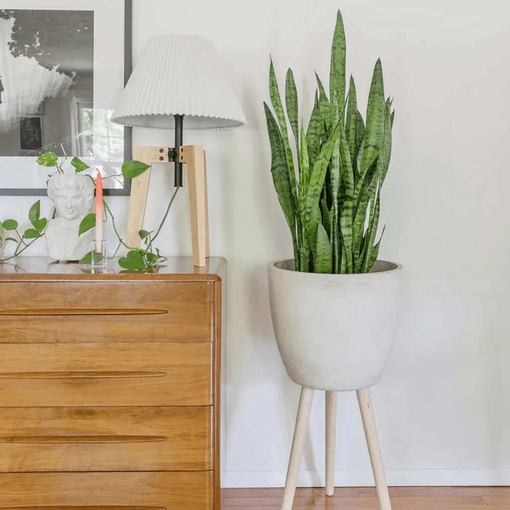 Roślina węża (Sansevieria)