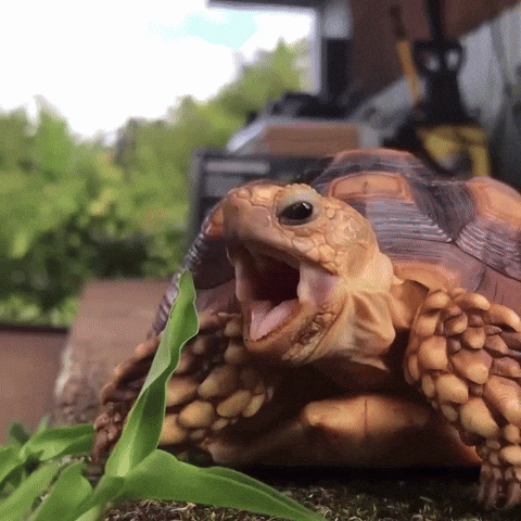 gif_Eat the frog